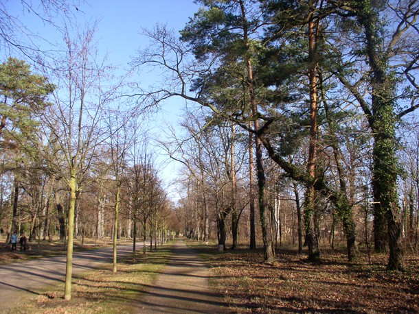 Einkuerzung_erforderlich_Parkpflegewerk_Schlosspark_Elsterwerda